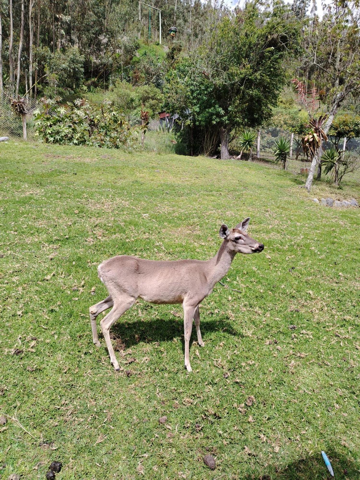 Отель Hosteria Taita Pacho Venados Park Penipe Экстерьер фото